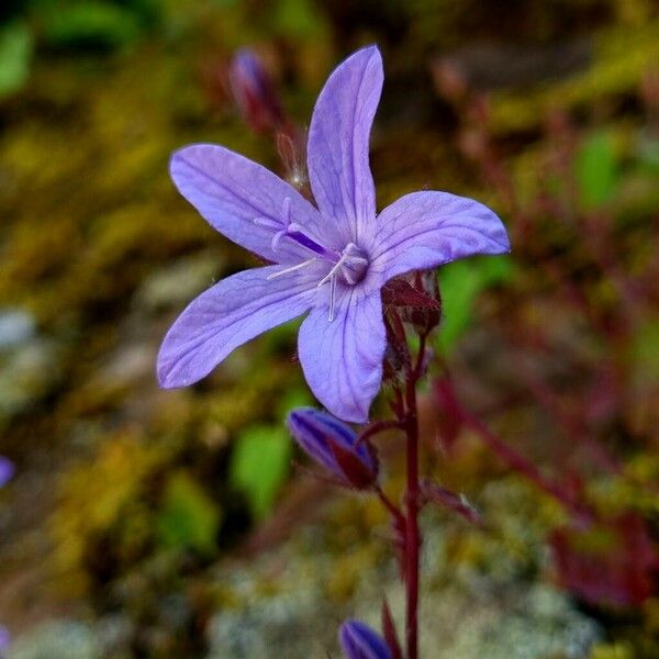 Campanula poscharskyana Цвят