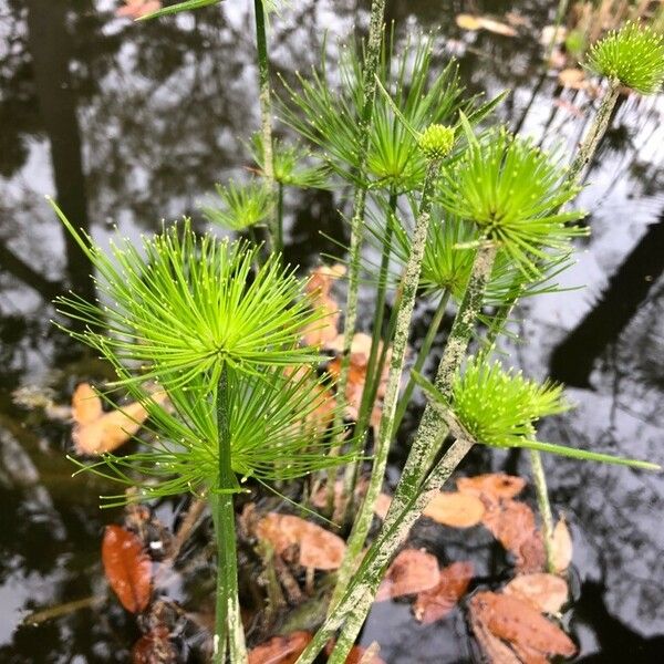 Cyperus haspan Foglia