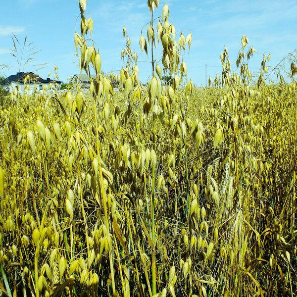 Avena sativa Habit