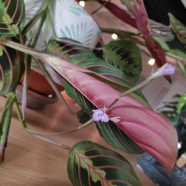 Maranta leuconeura 花