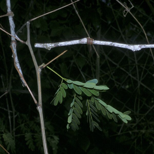 Entada polystachya Leaf