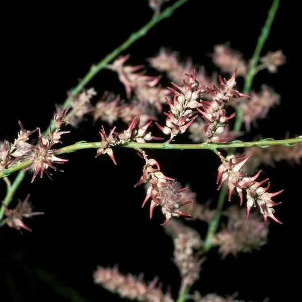 Tamarix chinensis Flower