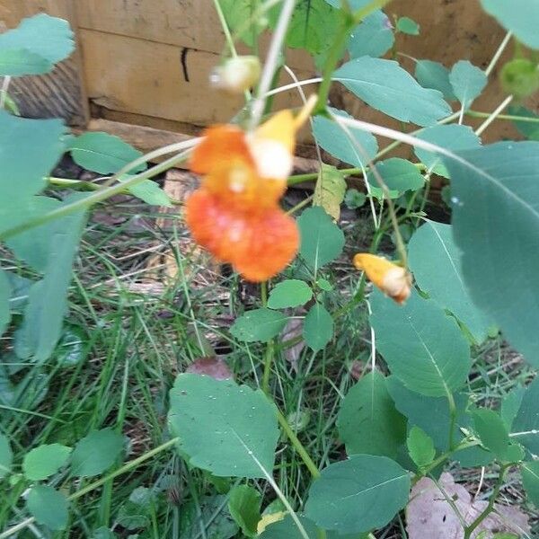 Impatiens capensis Blüte