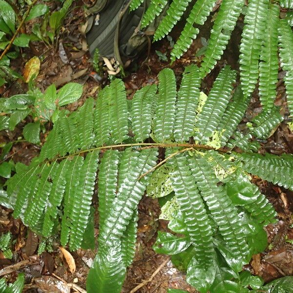 Didymochlaena truncatula Leaf