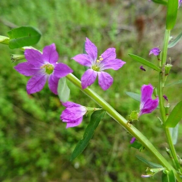 Lythrum junceum പുഷ്പം