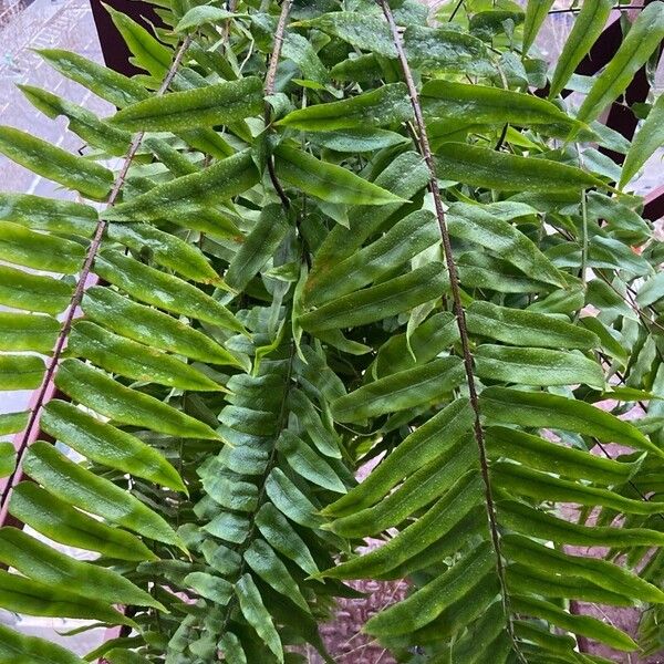 Nephrolepis biserrata Foglia