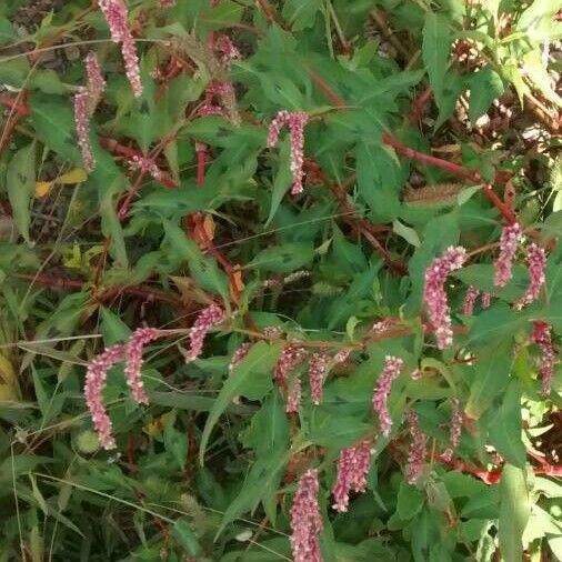 Persicaria lapathifolia Bloem