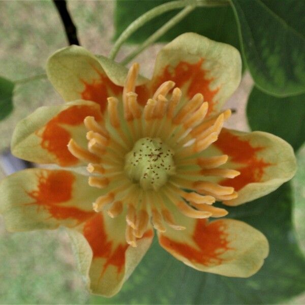 Liriodendron tulipifera 花