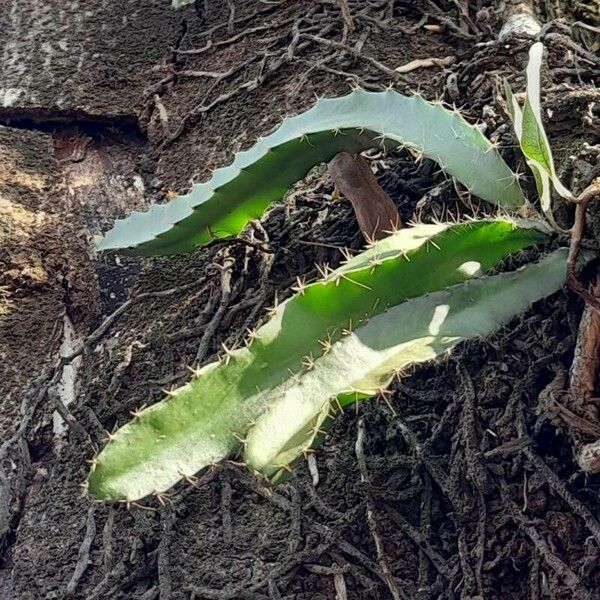 Hylocereus undatus Fuelha