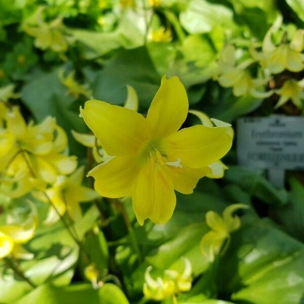 Erythronium revolutum Flor