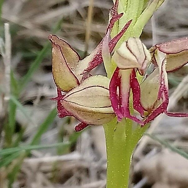 Orchis anthropophora 花