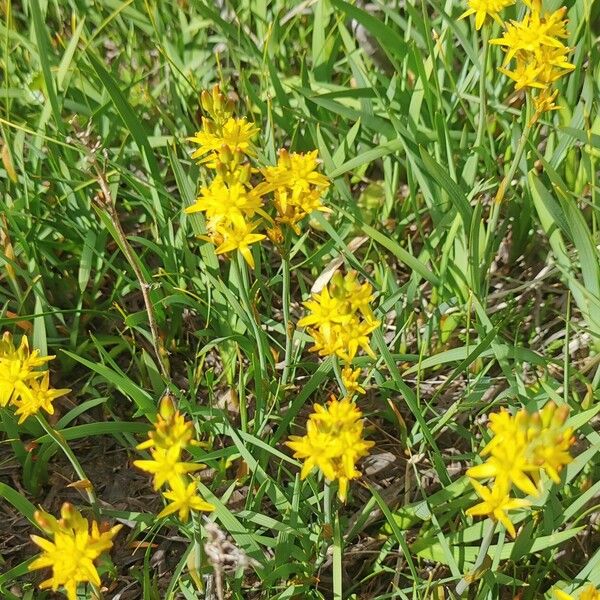 Narthecium ossifragum Flower