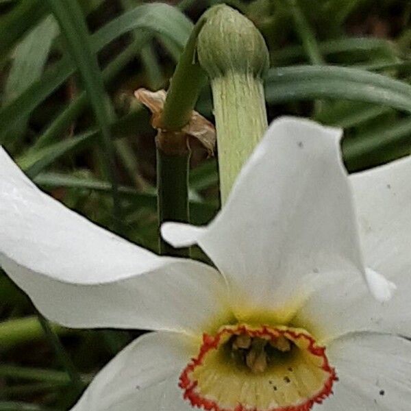 Narcissus poeticus Flor