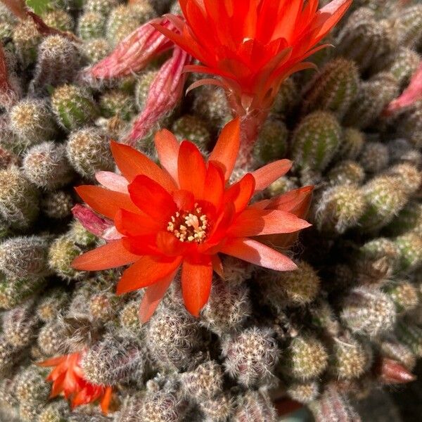 Chamaecereus silvestrii Flors