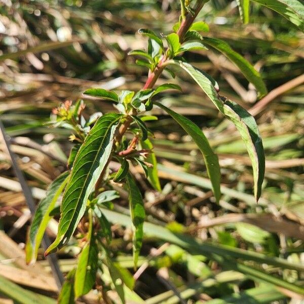 Ludwigia adscendens Fulla