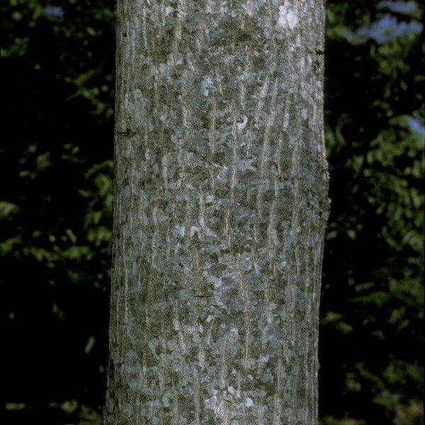 Juglans mandshurica Bark