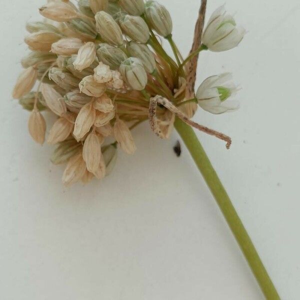 Allium pallens Цветок