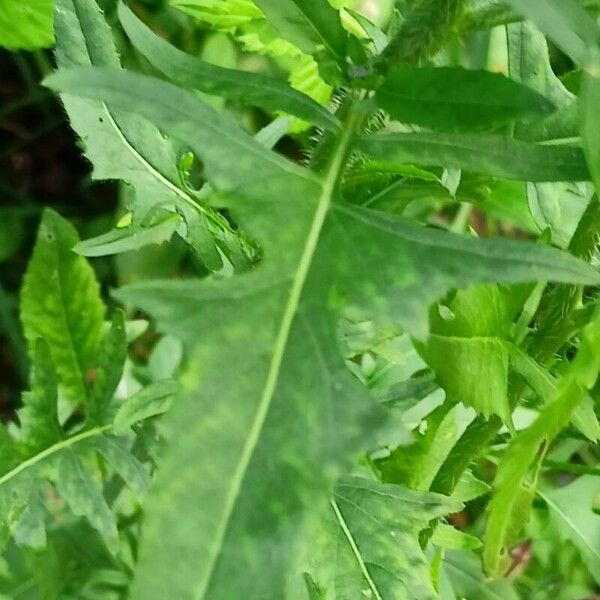 Sisymbrium loeselii Leaf