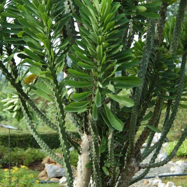 Euphorbia neriifolia Blatt