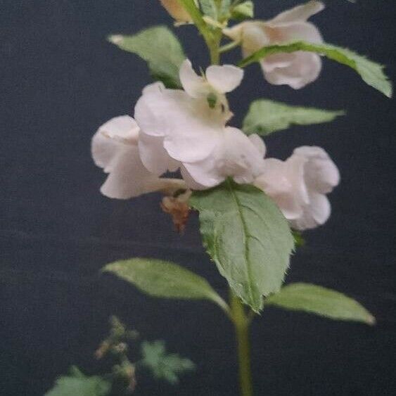 Impatiens balsamina Flower