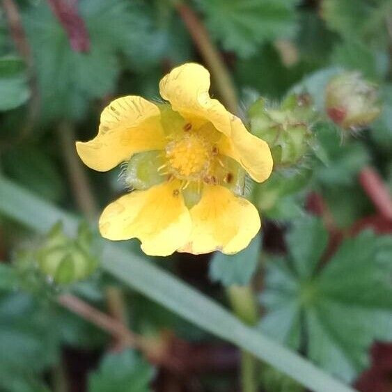 Potentilla verna Flor