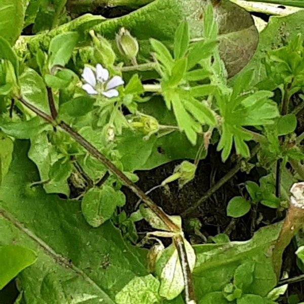 Geranium carolinianum Kvet