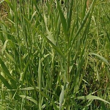 Bromus inermis ഇല