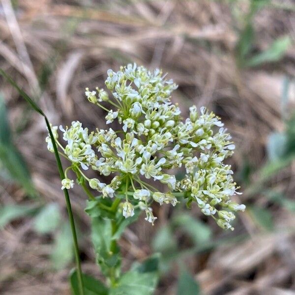 Lepidium draba 花