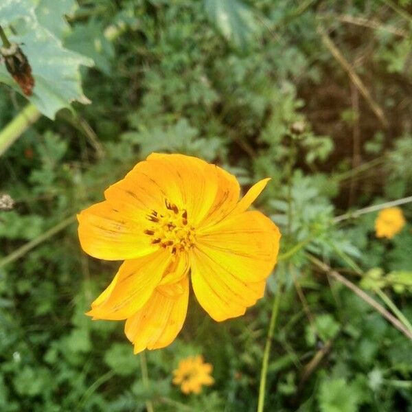 Cosmos sulphureus 花