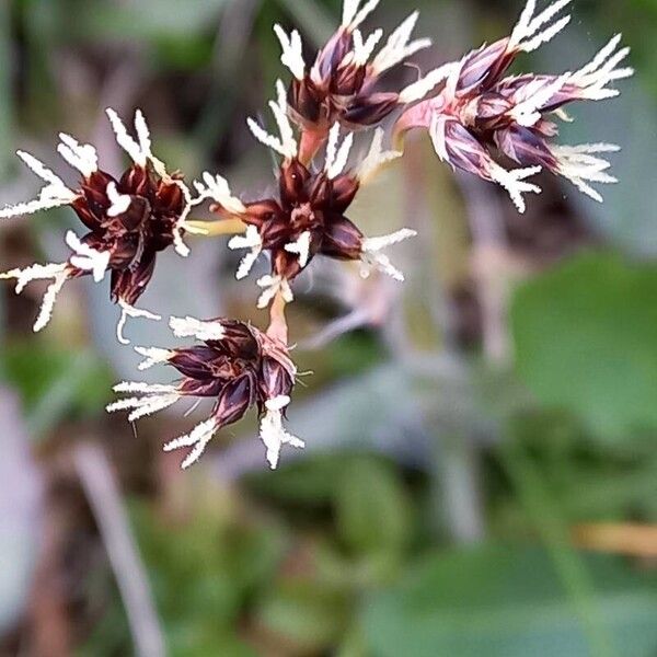 Luzula campestris Квітка