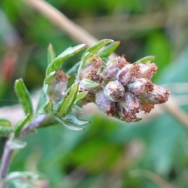 Artemisia vulgaris Çiçek