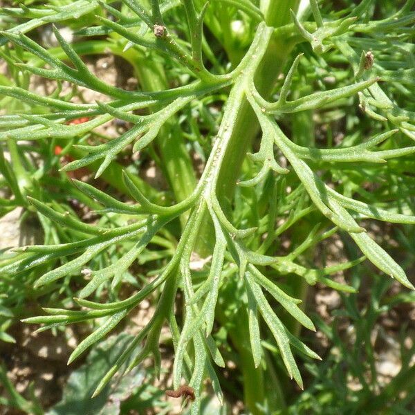 Adonis microcarpa Deilen