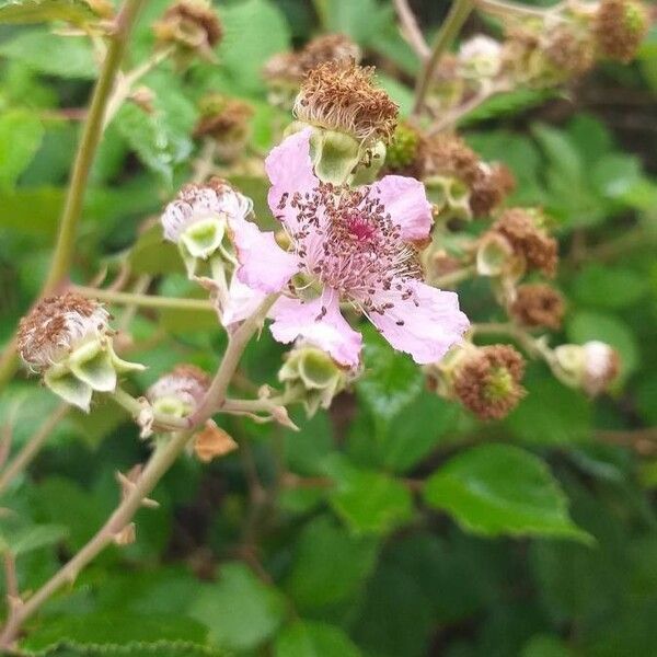 Rubus ulmifolius Кветка