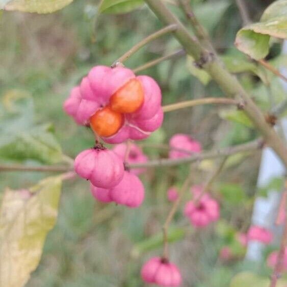 Euonymus europaeus फल