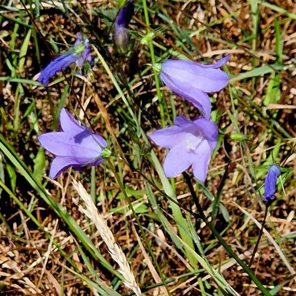 Campanula rotundifolia Flower