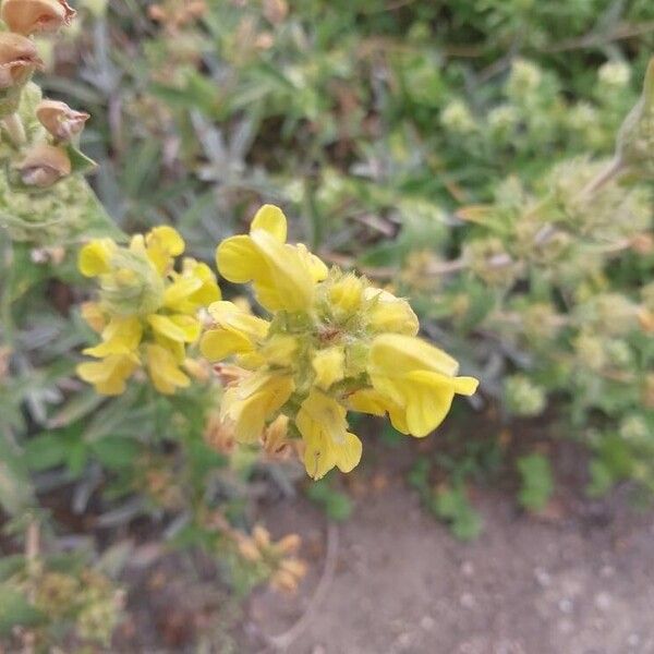 Phlomis lychnitis Λουλούδι