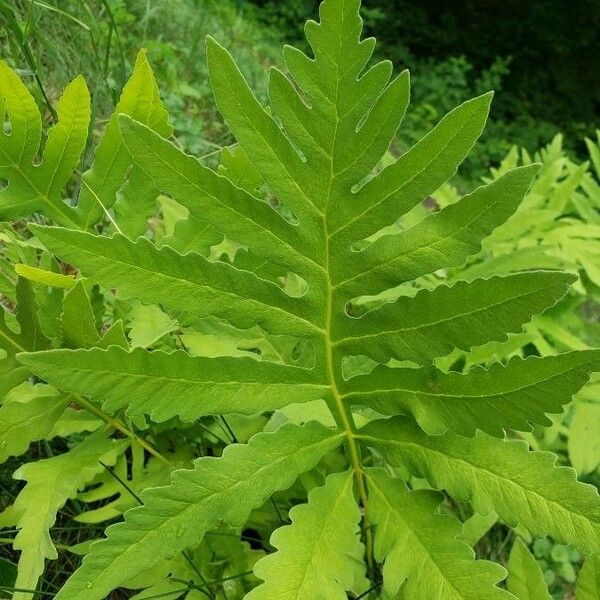 Onoclea sensibilis Leaf