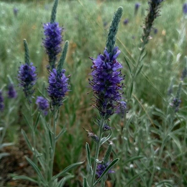 Veronica spicata Цвят