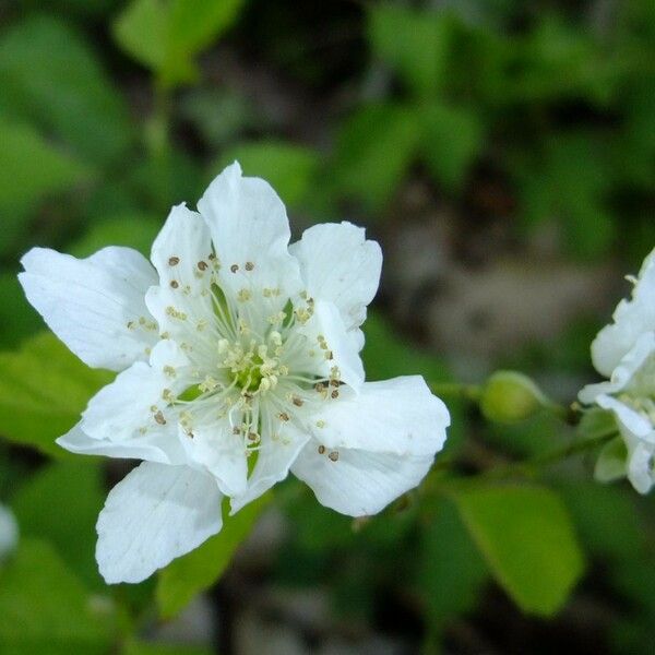 Rubus vulgaris Други