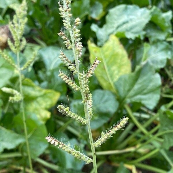 Echinochloa crus-galli Flower