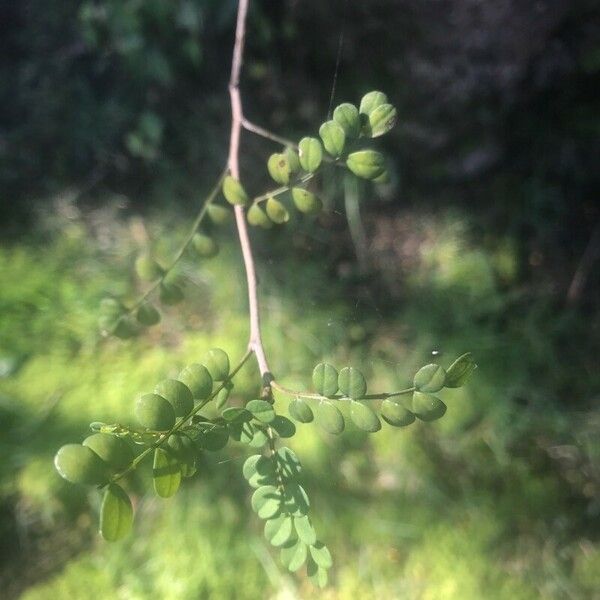 Zanthoxylum fagara List