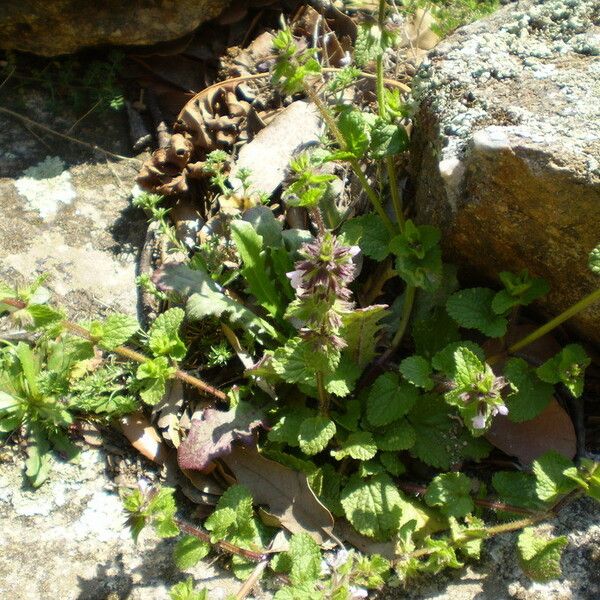 Stachys arvensis Habitus