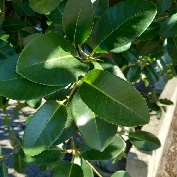 Ficus elastica Leht