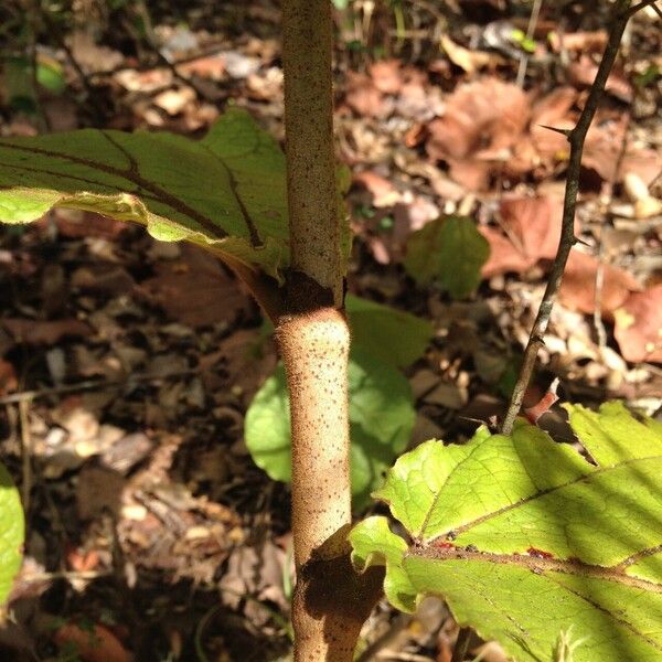 Coccoloba pubescens Azala