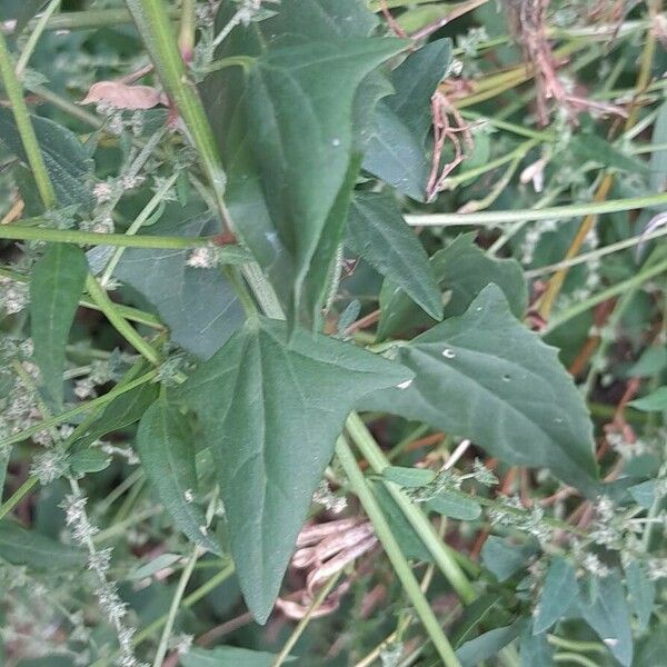 Atriplex prostrata Foglia