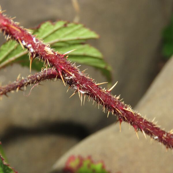 Rubus hirtus പുറംതൊലി