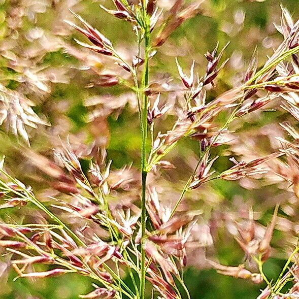 Agrostis gigantea Λουλούδι