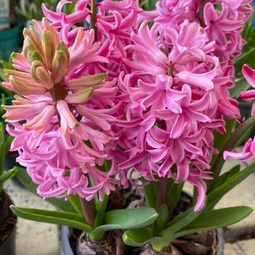 Hyacinthus orientalis Цветок