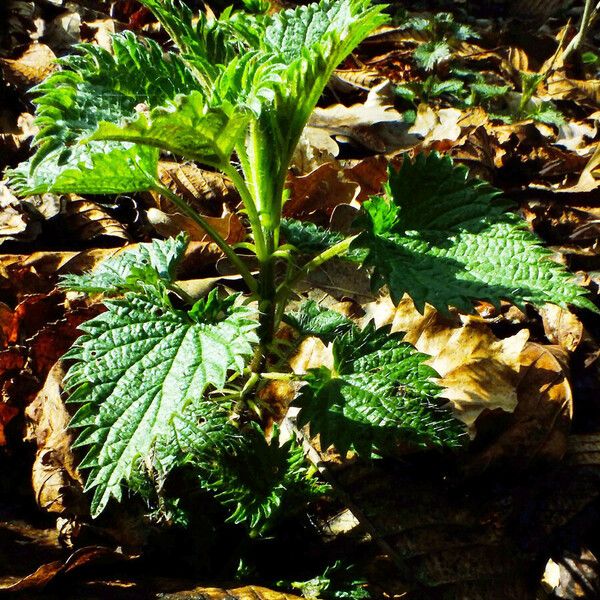 Urtica urens Агульны выгляд