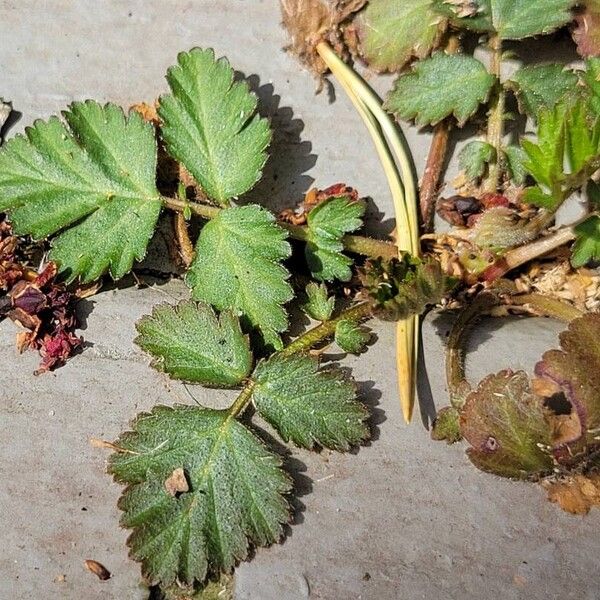 Geum canadense برگ